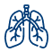 Blue line drawing of the human lungs with the trachea and bronchial tree, an anatomical illustration for respiratory anatomy.